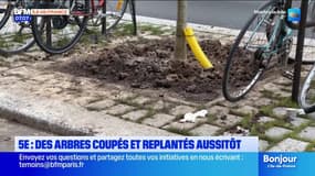 Paris: des arbres plantés et aussitôt replantés
