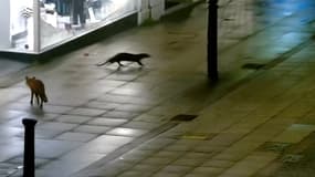 La loutre et le renard ont été aperçus par les caméras de video-surveillance de la ville de Lincoln, au Royaume-Uni, le dimanche 16 novembre 2025. 