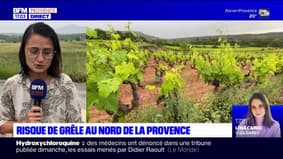 Provence: la grêle après le soleil, les agriculteurs inquiets
