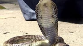 Un cobra égyptien disparu la semaine dernière à New York du zoo du Bronx est "réapparu" sur le site de microblogging Twitter où le serpent venimeux raconte ses aventures de touriste à Manhattan. /Photo d'archives/REUTERS
