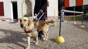 Un chien-guide est promené par un éducateur (illustration)