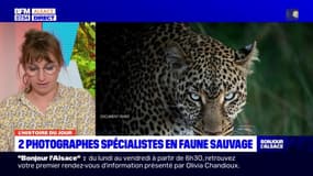 Alsace: deux photographes spécialistes en faune sauvage