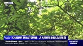 Chaleur en automne: la nature bouleversée par des températures élevées