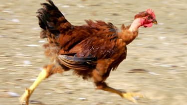 Quelque 30.000 poules pondeuses élevées en plein air vont permettre de fournir McDo.