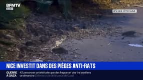 "C'est vraiment dégoûtant": la ville de Nice investit dans des pièges anti-rats