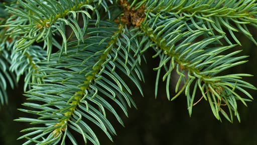 Epaisses, les aiguilles des sapins de Noël mettent beaucoup de temps à se décomposer, asphyxiant et acidifiant les sols.