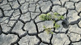 l'alerte sécheresse a été déclenchée dans les Alpes-Maritimes et les prochains mois seront cruciaux, préviennent les météorologistes