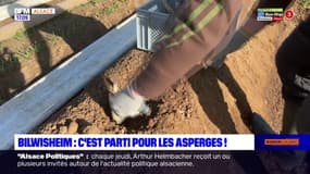 Bilwisheim: la saison des asperges est officiellement lancée