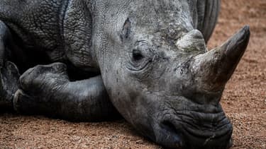Dans leur milieu naturel, les rhinocéros n'ont que peu de prédateurs, en raison de leur taille et de leur peau épaisse.