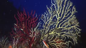 Les gorgones, une espèce de coraux, sont touchées par le réchauffement climatique, notamment par l'augmentation des températures de l'eau. 