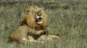 Un lion dans le parc national de Nairobi, le 21 juin 2020