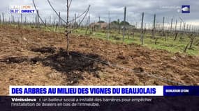Des arbres plantés au milieu des vignes du Beaujolais