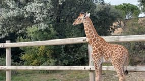 La femelle girafon est née il y a cinq semaines au zoo de La Barben. 