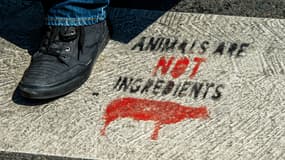 Un slogan vegan "les animaux ne sont pas des ingrédients" peint sur un trottoir de Lille, le 2 août 2018 (Photo d'illustration).