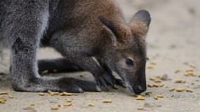 Un wxallaby - Image d'illustration