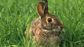 Le lapin est devenu persona non grata sur l'île de Canna, en Ecosse.