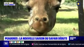 Peaugres : la nouvelle saison du safari débute