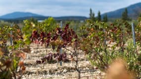Un vignoble touché par la chaleur et la sécheresse, à Leucate, dans l'Aude, le 23 septembre 2024