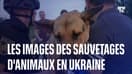 Ukraine: des bénévoles viennent en aide aux animaux, après la destruction du barrage de Kakhovka