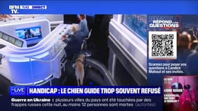 Comment les chiens-guides accompagnent-ils leurs maîtres? BFMTV répond à vos questions 