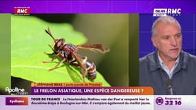 3 questions pour comprendre : Un essaim d’abeilles attaque le centre-ville d’Aurillac - 07/07