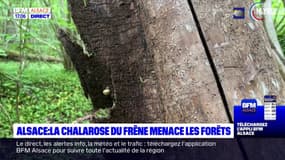 Alsace: la chalarose, une maladie qui décime les frênes de la région