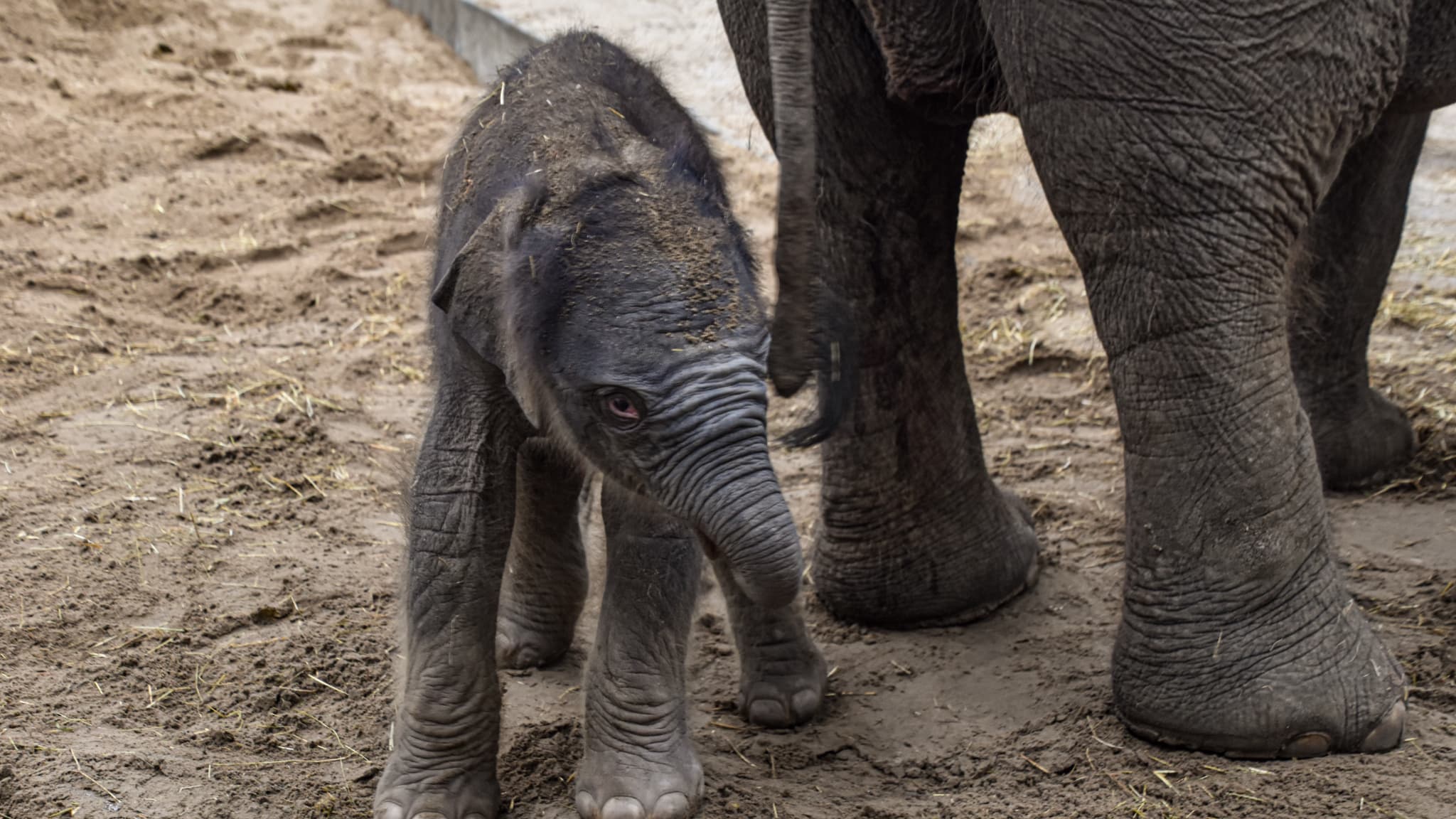 La bébé éléphant né ce samedi dans le zoo Pairi Daiza La bébé éléphant né ce samedi dans le zoo Pairi Daiza