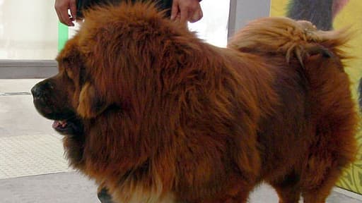 Un dogue, ou massif, tibétain.