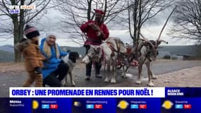 Orbey: une promenade en rennes pour Noël