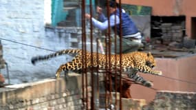 Le léopard saute de la terrasse d'un immeuble en travaux dans la ville indienne de  Meerut, le 23 février.