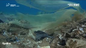 Marseille: Ouverture du congrès mondial de la nature, ce vendredi