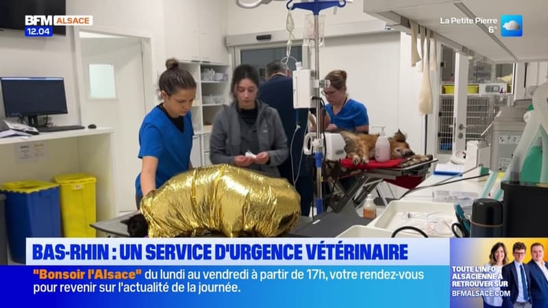 Bas-Rhin: un service d'urgence vétérinaire très sollicité