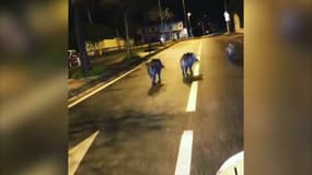 Des sangliers en plein coeur de Marseille
