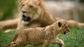 Les lionceaux vont venir agrandir la meute du zoo de Beauval (photo prise au zoo en 2017)