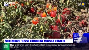 Alpes-de-Haute-Provence: à Villeneuve, ils se tournent vers la culture de la tomate