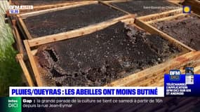 Pluie dans le Queyras: les abeilles ont moins butiné