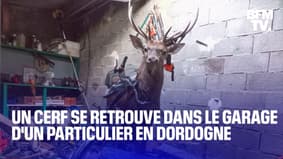  Un cerf chute d'une colline et se retrouve dans le garage d'un particulier en Dordogne 