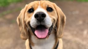 Les meilleures croquettes pour chien pour les petits budgets