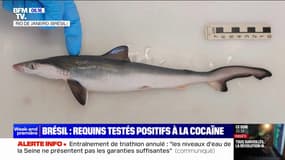 Au Brésil, les requins testés positifs à la cocaïne, victimes collatérales du trafic de drogue