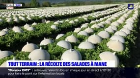 Tout terrain : la récolte des salades à Mane 