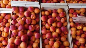 L'abricot des Baronnies, un fruit de montagne réputé pour ses qualités gustatives