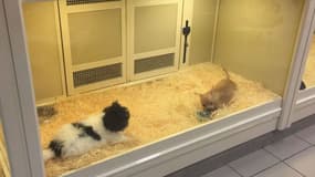 À Nice, trois animaleries continuent d'exposer des animaux en vitrine. (Photo d'illustration)