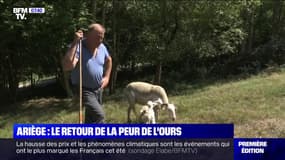 Ours en Ariège: la justice invalide l’autorisation à procéder à des tirs dissuasifs pour protéger les troupeaux