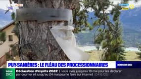 Hautes-Alpes: le fléau des chenilles processionnaires