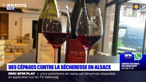 Alsace: des cépages contre la sécheresse