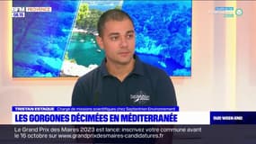 Les gorgones décimées en Méditerranée 