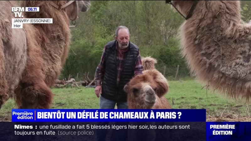 Des chameaux et dromadaires devraient défiler dans les rues de Paris ce samedi, une manifestation critiquée par une association de défense des animaux