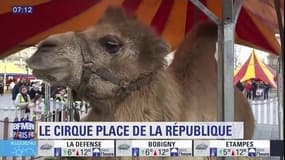 Chameaux, zèbres, lamas en plein Paris: les cirques se mobilisent pour défendre les spectacles avec des animaux