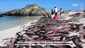 Chili: des milliers de seiches échouées sur une plage