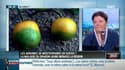 "La maladie du 'dragon jaune' s'attaque aux citrus et est une menace pour nos zones agrumicoles en Europe"